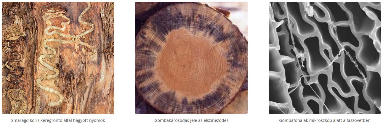 Fa - káros hatások Fa - káros hatások